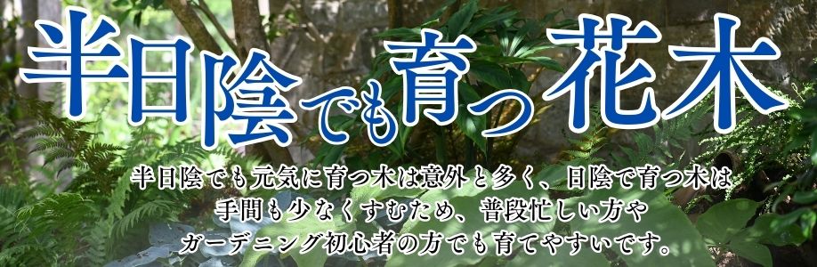 半日陰でも育つ