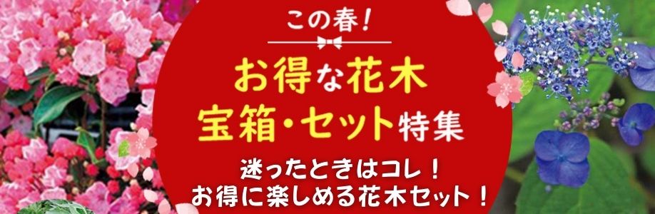 お得なセット特集