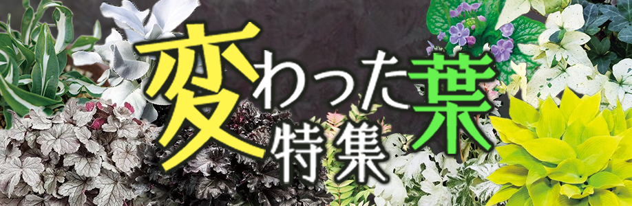 変わった葉っぱ特集"