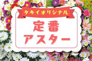 【タキイオリジナル・定番アスター】