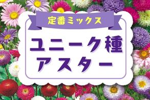 【定番ミックス・ユニークアスター】