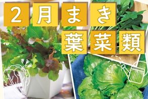 2月まき葉菜類
