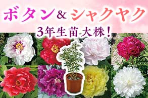 しゃくやく牡丹