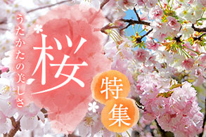 サクラ特集