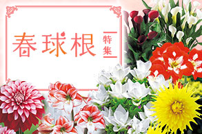 春植え球根