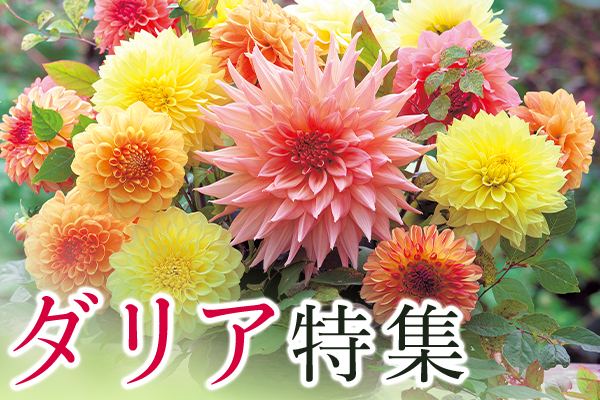 人気のダリア球根