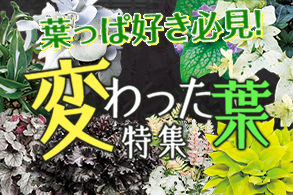 冬の寄せ植えに
