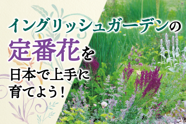 イングリッシュガーデンの定番花を日本で上手に育てよう！