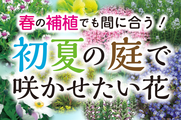 初夏の庭で咲かせたい花