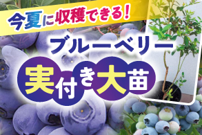 実付きブルーベリー