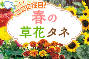 草花タネ特集