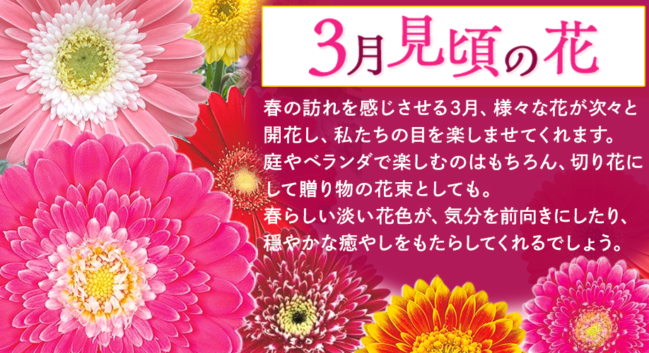 今、旬の花特集