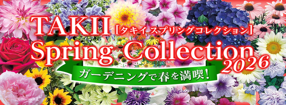 スプリングコレクション