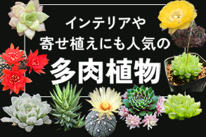 多肉植物