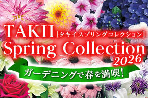 スプリングコレクション