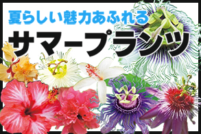 サマープランツ