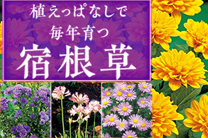おすすめ宿根草