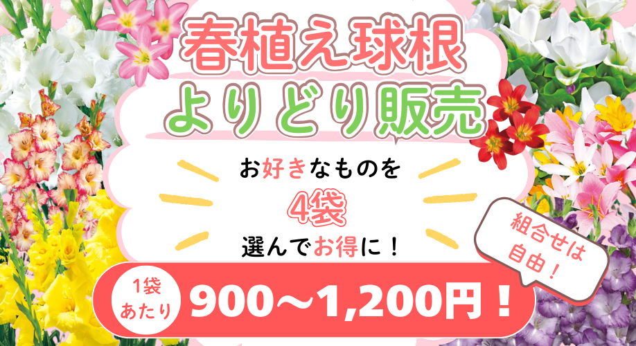 球根よりどり販売