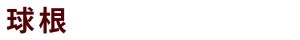 球根