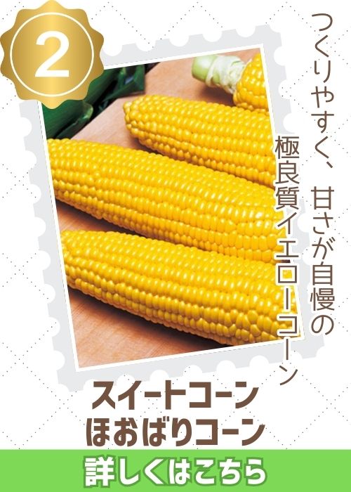 Ｆ１スーパースィート　ほおばり　コーン