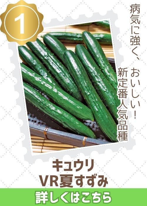 ＶＲ夏すずみ胡瓜