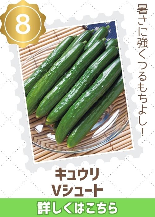 Ｖシュート胡瓜