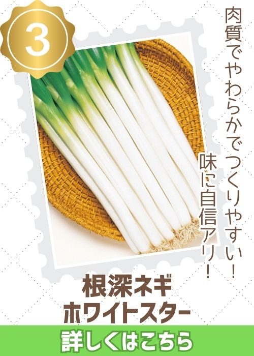 ホワイトスター葱