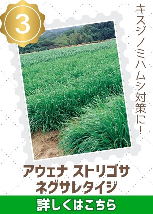 ネグサレタイジ