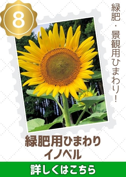 緑肥用ひまわりイノベル