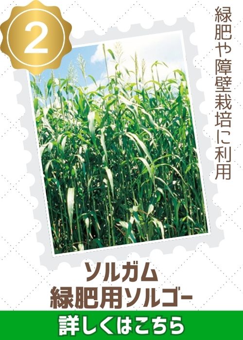緑肥用ソルゴー