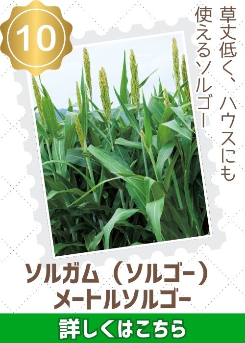 メートルソルゴー