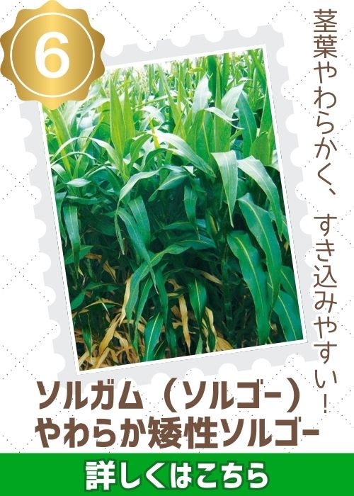 やわらか矮性ソルゴー