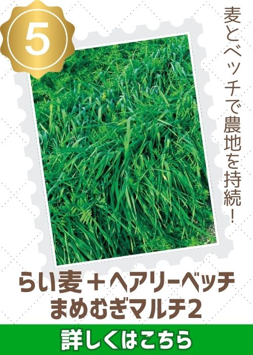 まめむぎマルチ２