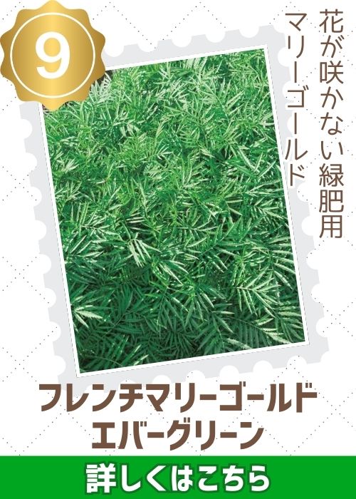 エバーグリーン