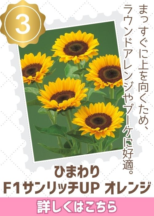 Ｆ１サンリッチＵＰオレンジ