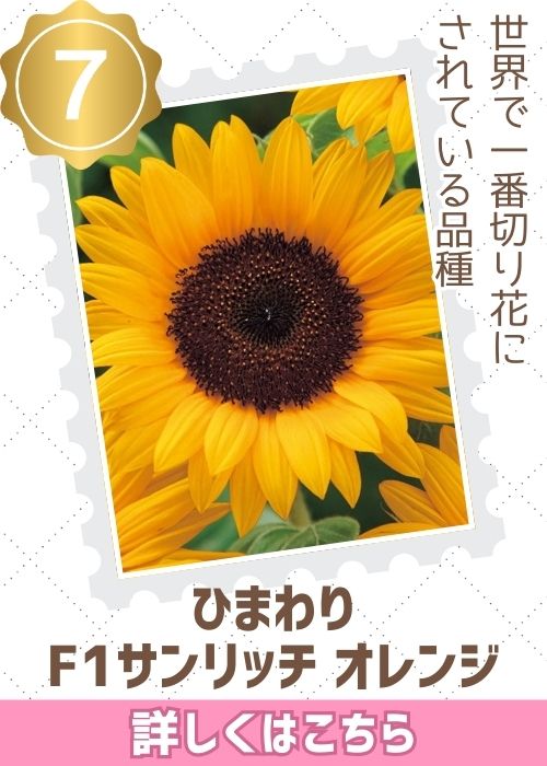 サンリッチ　オレンジ