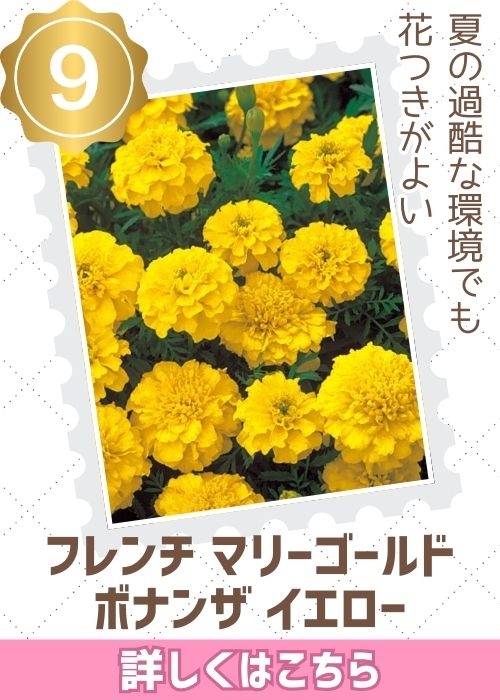 ボナンザイエロー