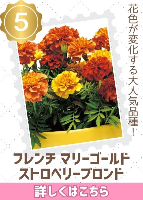 ストロベリーブロンド