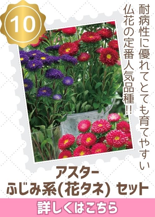 ふじみ系（花タネ）セット