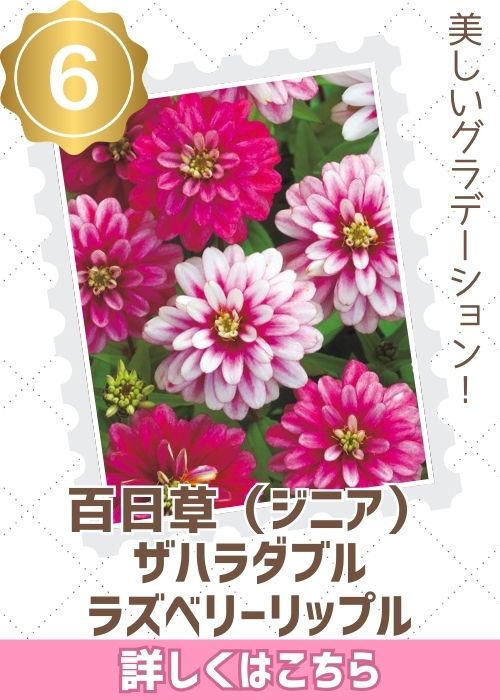 ラズベリーリップル