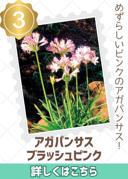 アガパンサスブラッシュピンク　