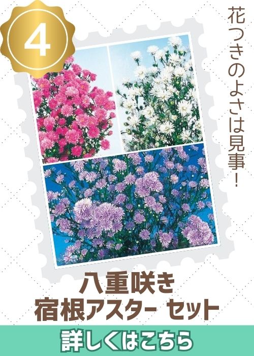 八重咲宿根アスターセット（通）