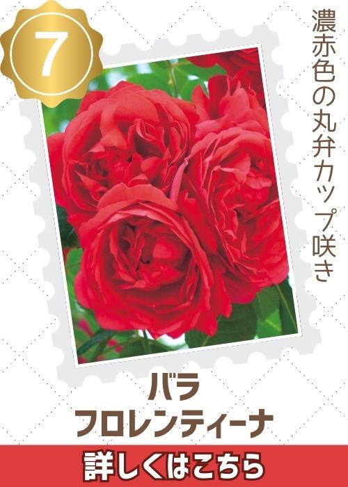 フロレンティーナ