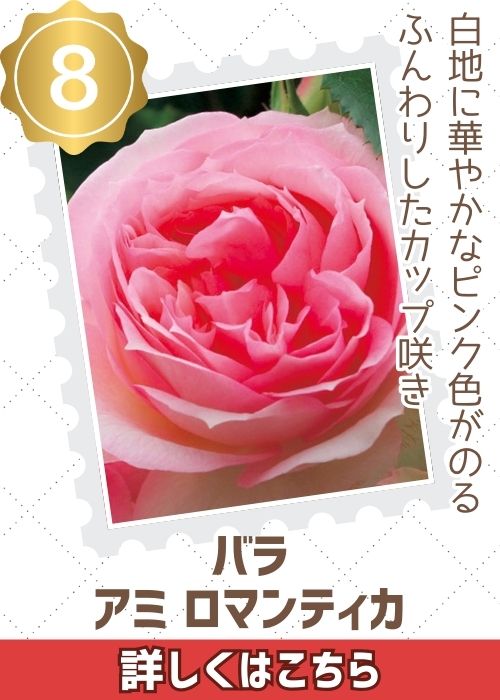 アミロマンティカ