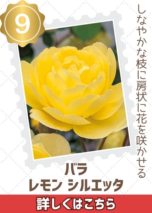 レモンシルエッタ