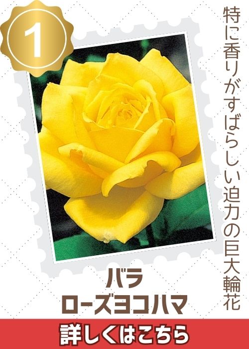 ローズヨコハマ