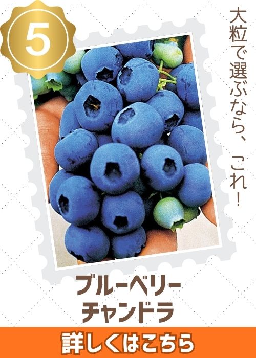 ブルーベリー　チャンドラ