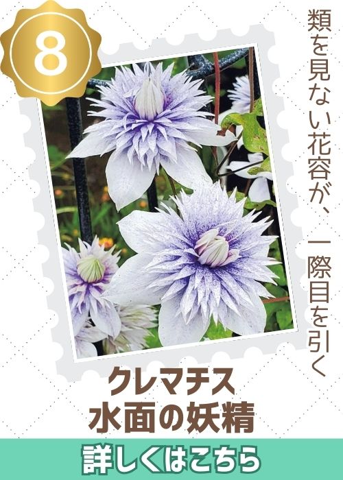 クレマチス・フロリダ　水面の妖精