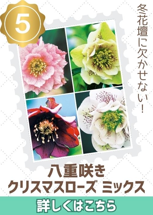 八重咲きクリスマスローズミックス（通）
