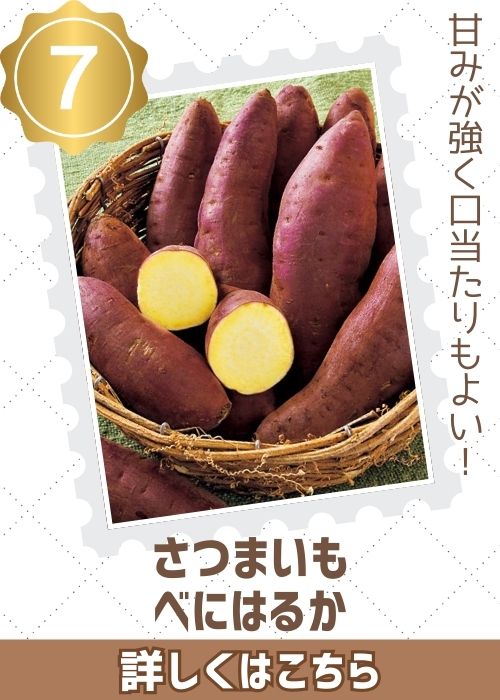 さつまいも苗　べにはるか